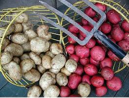 Cover photo for Time to Plant Potatoes