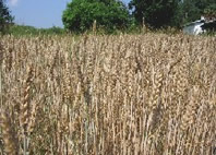 Organic wheat field