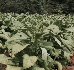 Cover photo for Tobacco Insect Scouting Report. August 29, 2014