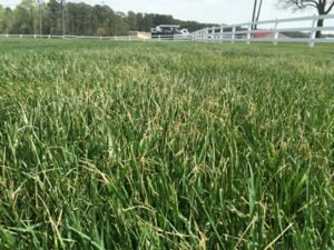 Cover photo for It's Time for Fall Seeding of Cool Season Grasses