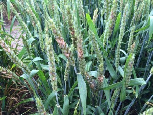 Scab in Wheat