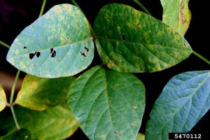 Cover photo for Soybean Rust Update  Nov. 16, 2016