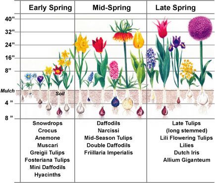 Identifying Flower Bulbs - Garden Design Ideas