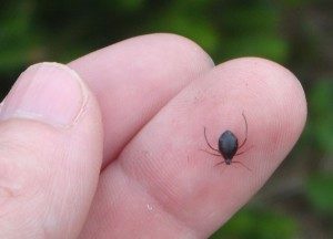 cinara aphid on a person's finger.