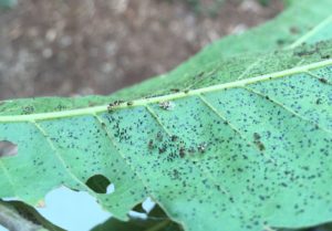 Oak lace bugs in multiple stages with fecal spots. Photo: SD Frank
