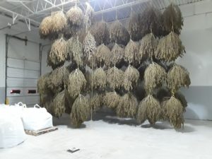 Cover photo for How to Harvest and Dry Hemp for CBD Production