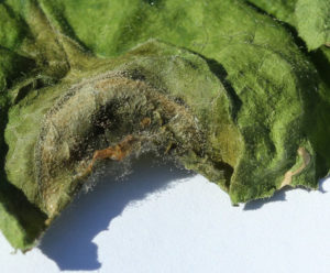 botrytis on cucumber leaf