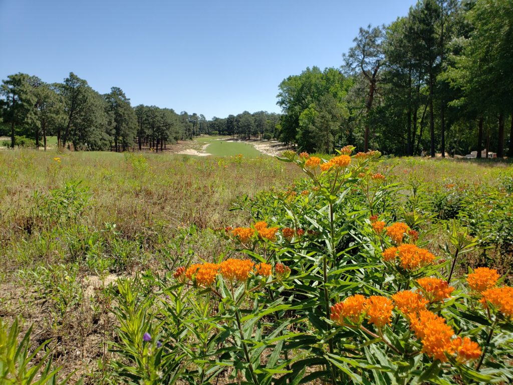 Pollinator habitat in turfgrass