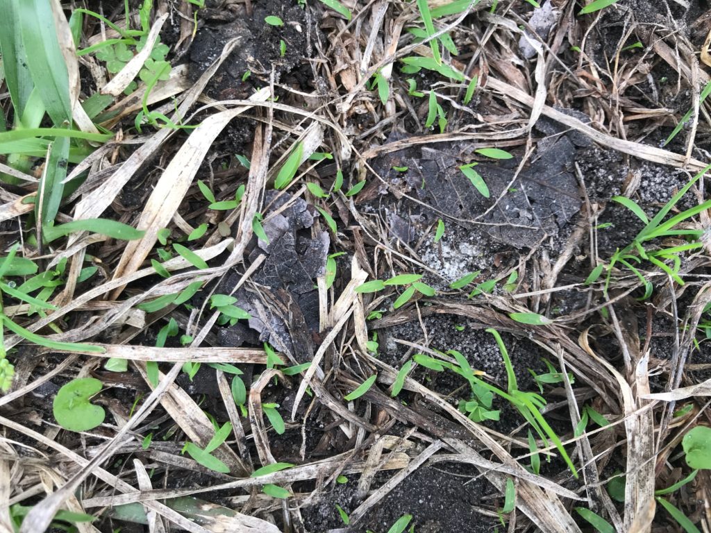 Crabgrass germination in late February