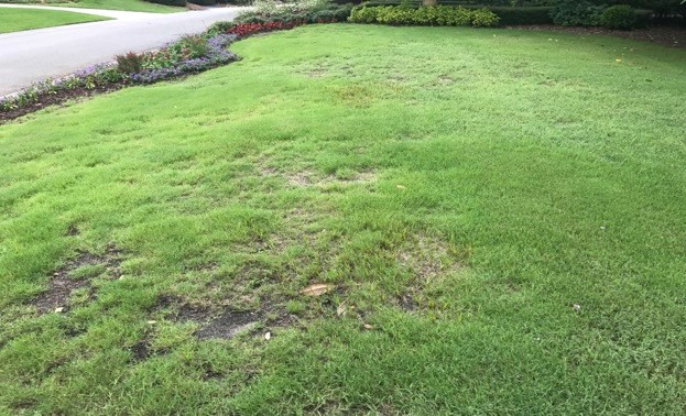 ground pearl damage bermudagrass