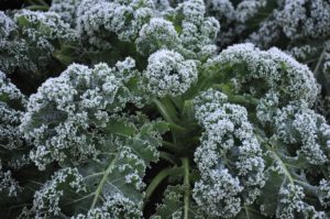 Cover photo for Frost and Freeze Protection for Vegetables
