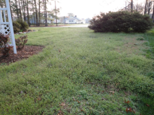 Winter weeds in turfgrasses