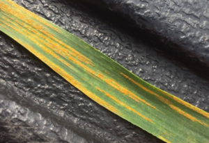 Cover photo for Stripe Rust Alert May 1st, 2020
