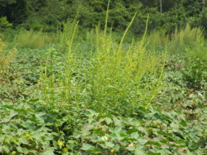 Herbicide-resistant Palmer amaranth.