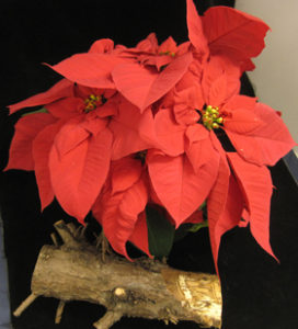 Poinsettia in bloom, next to stump with Armillaria under the bark