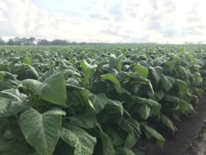Cover photo for From the Field - Agronomy Notes: Vol. 5, Num. 4