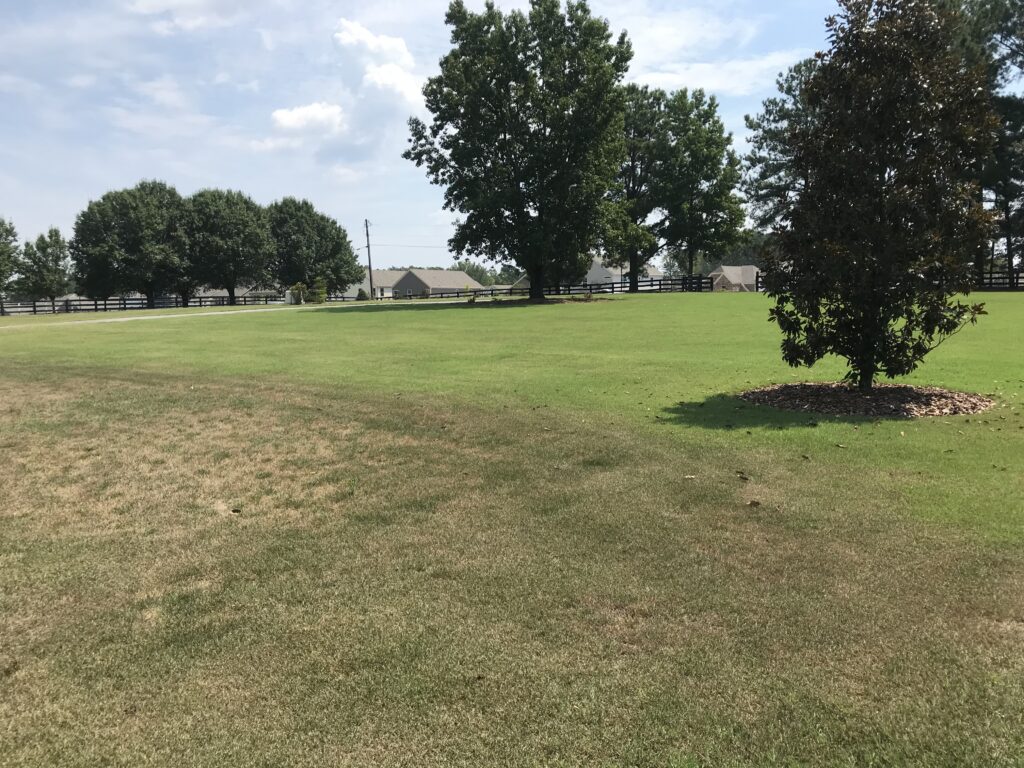 drought stressed turfgrass
