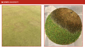 Cover photo for Winter:30 for Maladies of Turfgrass