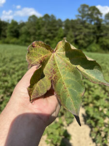 Cover photo for Spider Mites Are a Problem in Cotton