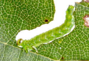 A green caterpillar-like insect feeds on a green leaf.