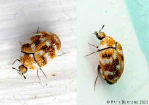 Cover photo for NC Spring Signals Indoor Carpet Beetle Activity