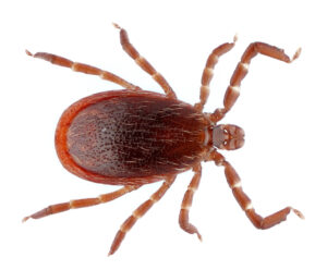 Cover photo for What's That Tick? New Identification Guide to Species in North Carolina Can Help
