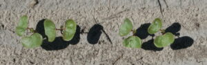 Cover photo for Check Seedlings for Thrips Insecticide Efficacy