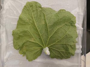 underside of cucumber leaf
