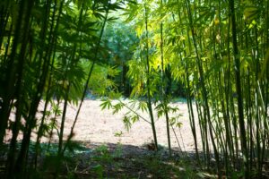 Cover photo for Registration Open for 2023 NC State Fiber Hemp Field Day