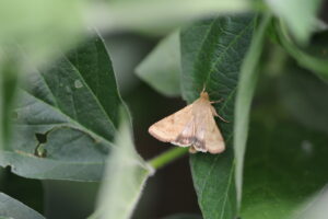 Adult corn earworm moth on soybean leaf