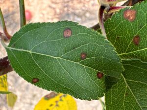 symptoms of frogeye leaf spot on apple