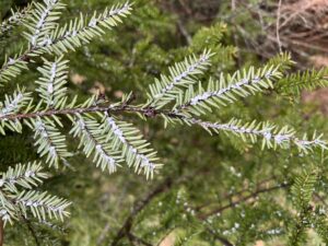 A green branch with white fluffy spots along main vein