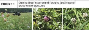 Cover photo for Consider Frost-Seeding Clovers Into Tall Fescue Pastures