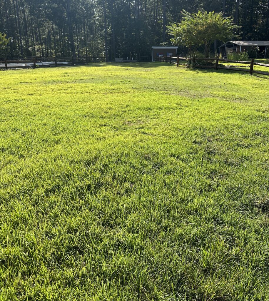 zoysiagrass in pasture