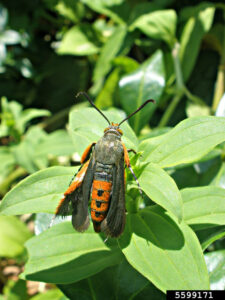 Squash Vine Borer adult