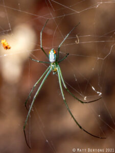 Cover photo for Similar but Different: These Are NOT Joro Spiders