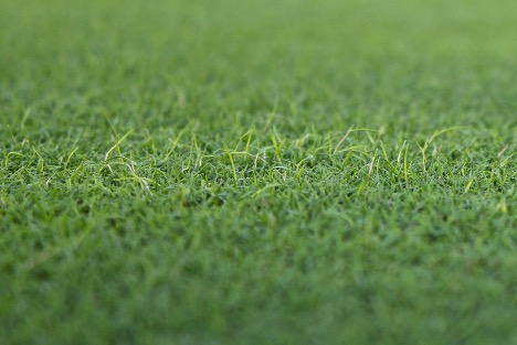 TurfFiles | NC State Extension