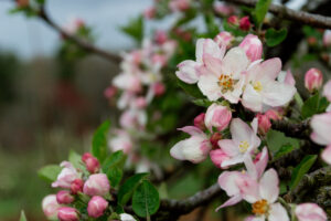 Apple blooms