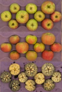 Cover photo for 2025 Apple Maturity Pilot Program  [8.13.25]
